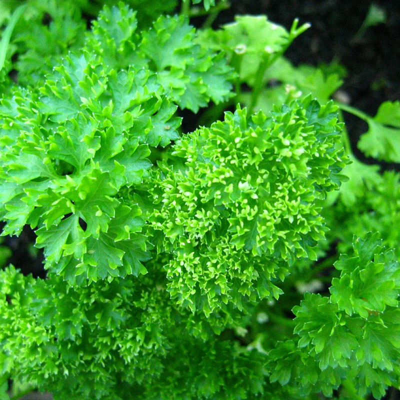 Parsley, Curley Main Image